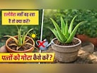 एलोवेरा नहीं बढ़ रहा है तो क्या करें? जानें एलोवेरा के पत्ते को मोटा कैसे करें