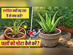 एलोवेरा नहीं बढ़ रहा है तो क्या करें? जानें एलोवेरा के पत्ते को मोटा कैसे करें