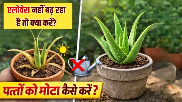 एलोवेरा नहीं बढ़ रहा है तो क्या करें? जानें एलोवेरा के पत्ते को मोटा कैसे करें