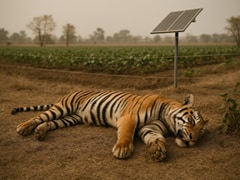 Tiger Death in MP: बांधवगढ़ टाइगर रिजर्व में फिर हुई बाघ की मौत; करंट का जाल, साजिश या शिकार?