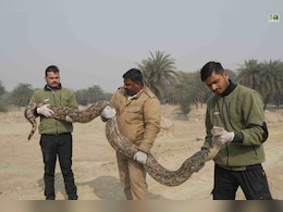 ग्रेटर नोएडा के NRI Township में 12 फुट लंबा विशालकाय भारतीय रॉक अजगर मिला, जानिए कैसे हुआ रेस्क्यू