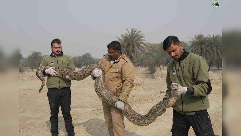 ग्रेटर नोएडा के NRI Township में 12 फुट लंबा विशालकाय भारतीय रॉक अजगर मिला, जानिए कैसे हुआ रेस्क्यू