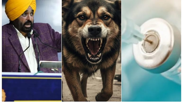 पंजाब सरकार 881 क्लीनिकों पर मुफ्त दे रही एंटी-रेबीज वैक्सीन की पांच खुराकें, गरीबों को बड़ी राहत