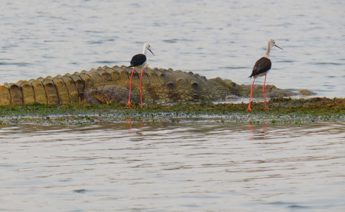 भोपाल के कलियासोत डैम में अब क्यों नहीं आते हैं प्रवासी पक्षी, कौन बिगाड़ रहा है उसका इको सिस्टम
