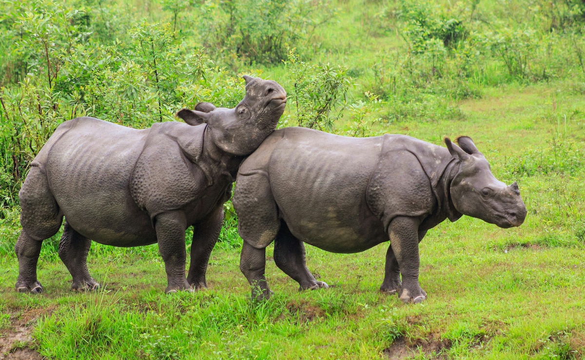 Latest and Breaking News on NDTV