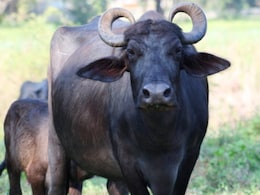 भैंस का असली मालिक कौन? दो शख्स भिड़े, थाने में पहुंचा विवाद तो पुलिस ने लगाई ये तरकीब