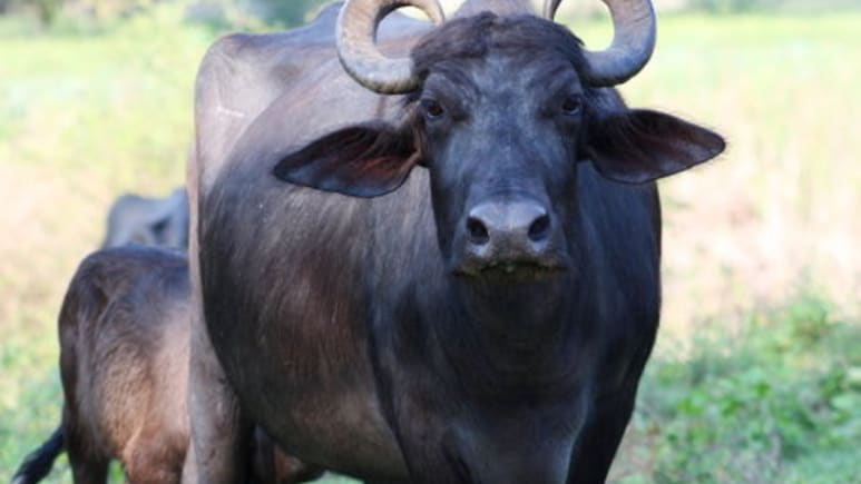 भैंस का असली मालिक कौन? दो शख्स भिड़े, थाने में पहुंचा विवाद तो पुलिस ने लगाई ये तरकीब