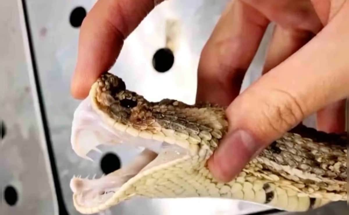 Latest and Breaking News on NDTV