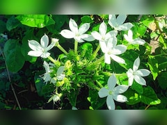 पेट से लेकर जोड़ों तक की बीमारियों के लिए काल है ये जड़ी-बूटी, जानिए सेवन का सही तरीका