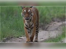 पेंच की &lsquo;लंगड़ी&rsquo; बाघिन ने रचा इतिहास, उम्र में सबको पछाड़कर बनी MP की सबसे बुजुर्ग टाइगर क्वीन,&nbsp;यह खास क्यों?