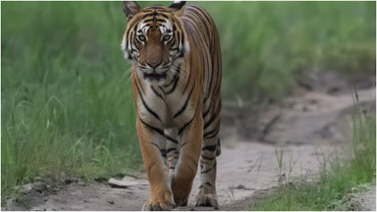 पेंच की &lsquo;लंगड़ी&rsquo; बाघिन ने रचा इतिहास, उम्र में सबको पछाड़कर बनी MP की सबसे बुजुर्ग टाइगर क्वीन,&nbsp;यह खास क्यों?