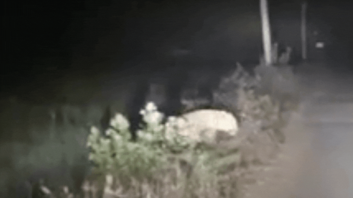 रिहायशी इलाके में दिखा खूंखार तेंदुआ, ग्रामीणों में डर का माहौल; VIDEO देखकर हो जाएंगे हैरान