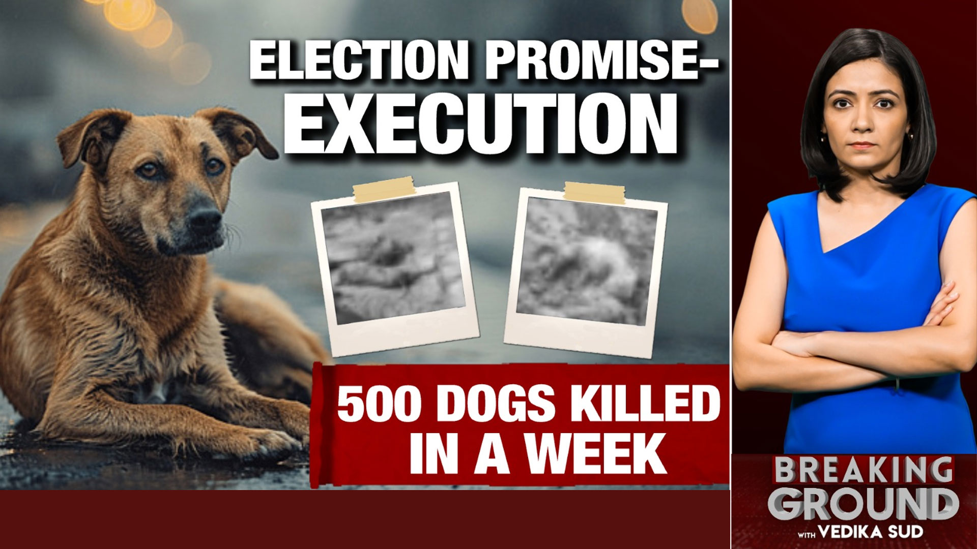 Votes Won, Voices Buried: 500 Dogs Killed In A Week In Telangana To Fulfil 'Election Promise'