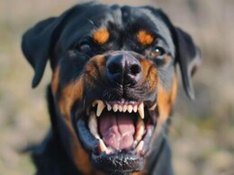 Kota News: कोटा में आवारा कुत्तों का आतंक, 4 साल की मासूम का चेहरा नोचा