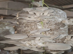Organic Mushroom Farming: जैविक मशरूम के उत्पादन से आत्मनिर्भर बनी दंतेवाड़ा की शकुंतला, ऐसी है कहानी