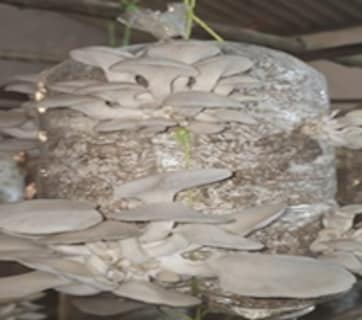 Organic Mushroom Farming: जैविक मशरूम के उत्पादन से आत्मनिर्भर बनी दंतेवाड़ा की शकुंतला, ऐसी है कहानी