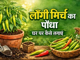 &nbsp;घर में ऐसे लगाएं लौंग मिर्च का पौधा, बाजार जाने की नहीं पड़ेगी जरूरत, लोग भी पूछेंगे कैसे किया? &nbsp;