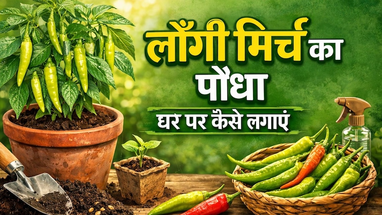 &nbsp;घर में ऐसे लगाएं लौंग मिर्च का पौधा, बाजार जाने की नहीं पड़ेगी जरूरत, लोग भी पूछेंगे कैसे किया? &nbsp;