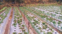 Maharashtra Rain: राज्यात अवकाळीचा दणका, पिकांना फटका! कुठे कुठे सरी कोसळल्या?