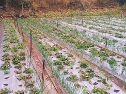 Maharashtra Rain: राज्यात अवकाळीचा दणका, पिकांना फटका! कुठे कुठे सरी कोसळल्या?