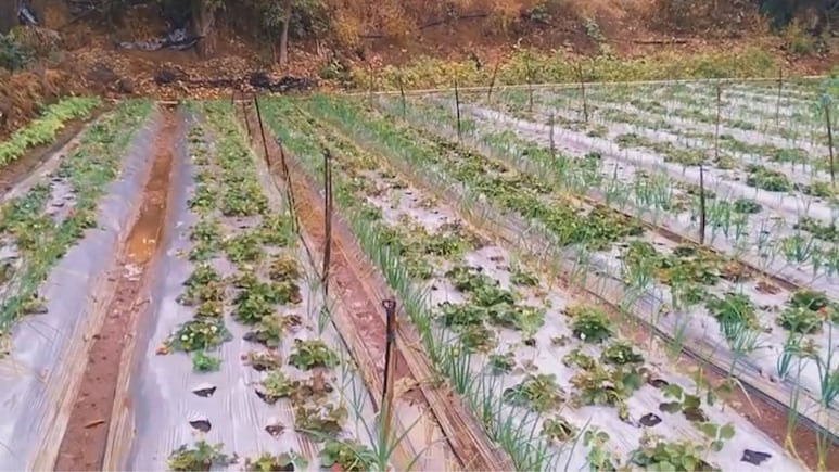 Maharashtra Rain: राज्यात अवकाळीचा दणका, पिकांना फटका! कुठे कुठे सरी कोसळल्या?