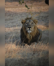 Fascinating Facts About Asiatic Lions