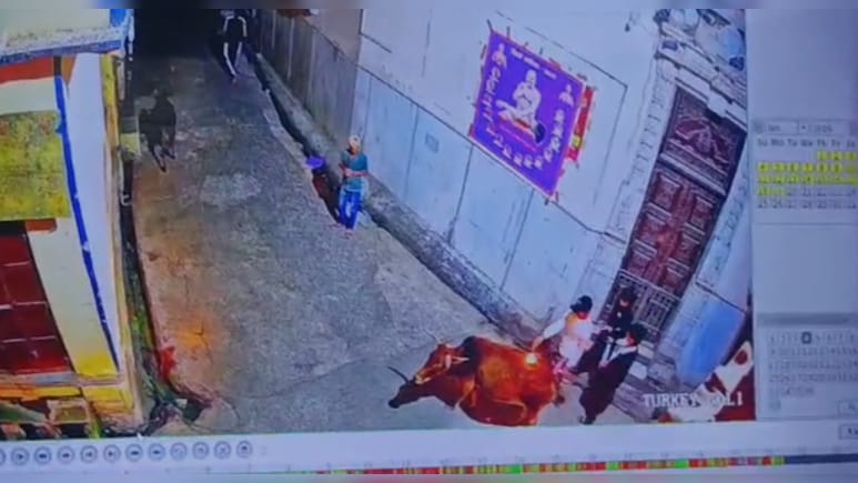 मंद&zwj;िर के सामने खड़ी गाय पर जलती तील&zwj;ियां डाली, CCTV फुटेज देखकर भड़के लोग&nbsp;