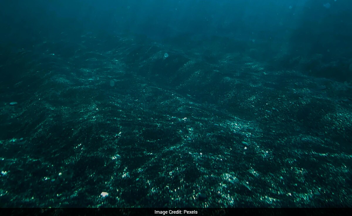 Scientists Discover Giant 300-Year-Old Black Coral in New Zealand
