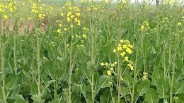 राजस्थान के किसानों ने खोजी सरसों की ऐसी जादुई किस्म, जो देगी दोगुना मुनाफा; कृषि वैज्ञानिक भी हैरान!