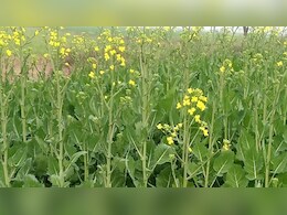 राजस्थान के किसानों ने खोजी सरसों की ऐसी जादुई किस्म, जो देगी दोगुना मुनाफा; कृषि वैज्ञानिक भी हैरान!