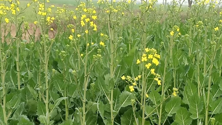 राजस्थान के किसानों ने खोजी सरसों की ऐसी जादुई किस्म, जो देगी दोगुना मुनाफा; कृषि वैज्ञानिक भी हैरान!