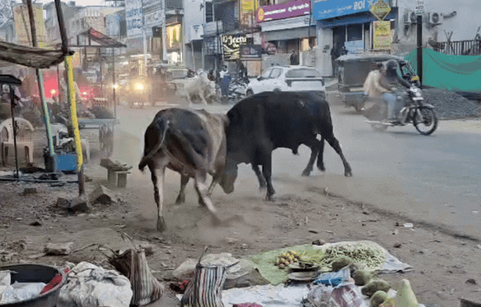 VIDEO: आवारा पशुओं का आतंक! तीन सांडों की लड़ाई में गुमटी हुई तहस-नहस