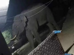 11 दिनों में 22 लोगों की मौत, झारखंड के सिंहभूम में हाथी का खूनी तांड़व, आखिर इतना आक्रामक क्यों हुए गजराज