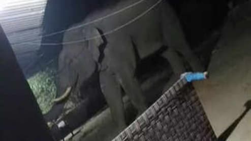 11 दिनों में 22 लोगों की मौत, झारखंड के सिंहभूम में हाथी का खूनी तांड़व, आखिर इतना आक्रामक क्यों हुए गजराज