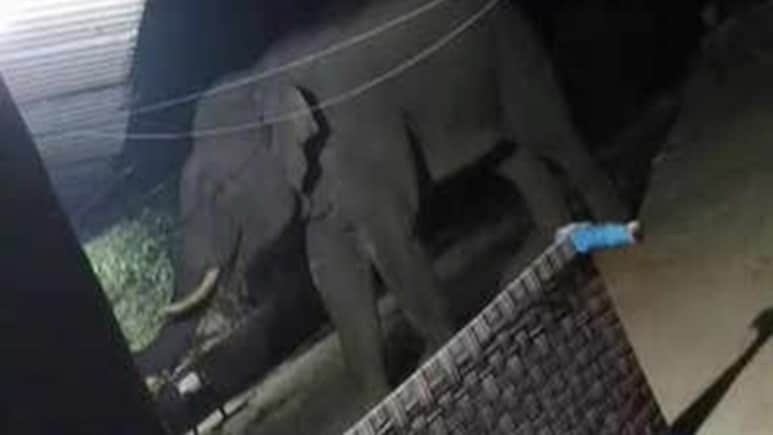 11 दिनों में 22 लोगों की मौत, झारखंड के सिंहभूम में हाथी का खूनी तांड़व, आखिर इतना आक्रामक क्यों हुए गजराज