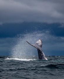 Do Whales Have Hair On Their Body