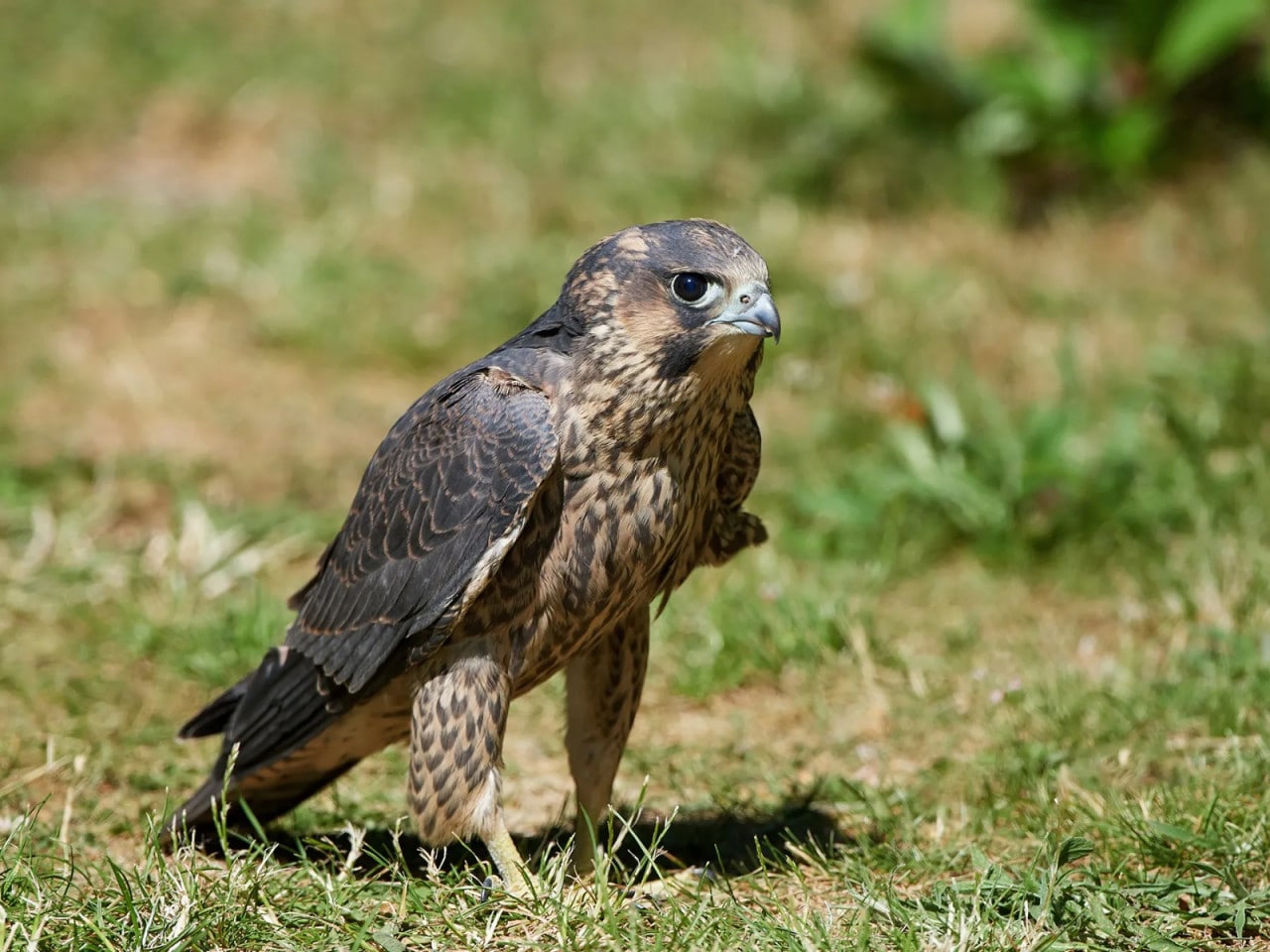 Peregrine Falcon: छत्तीसगढ़ में दुनिया का सबसे तेज पक्षी Peregrine Falcon: छत्तीसगढ़ में दुनिया का सबसे तेज पक्षी