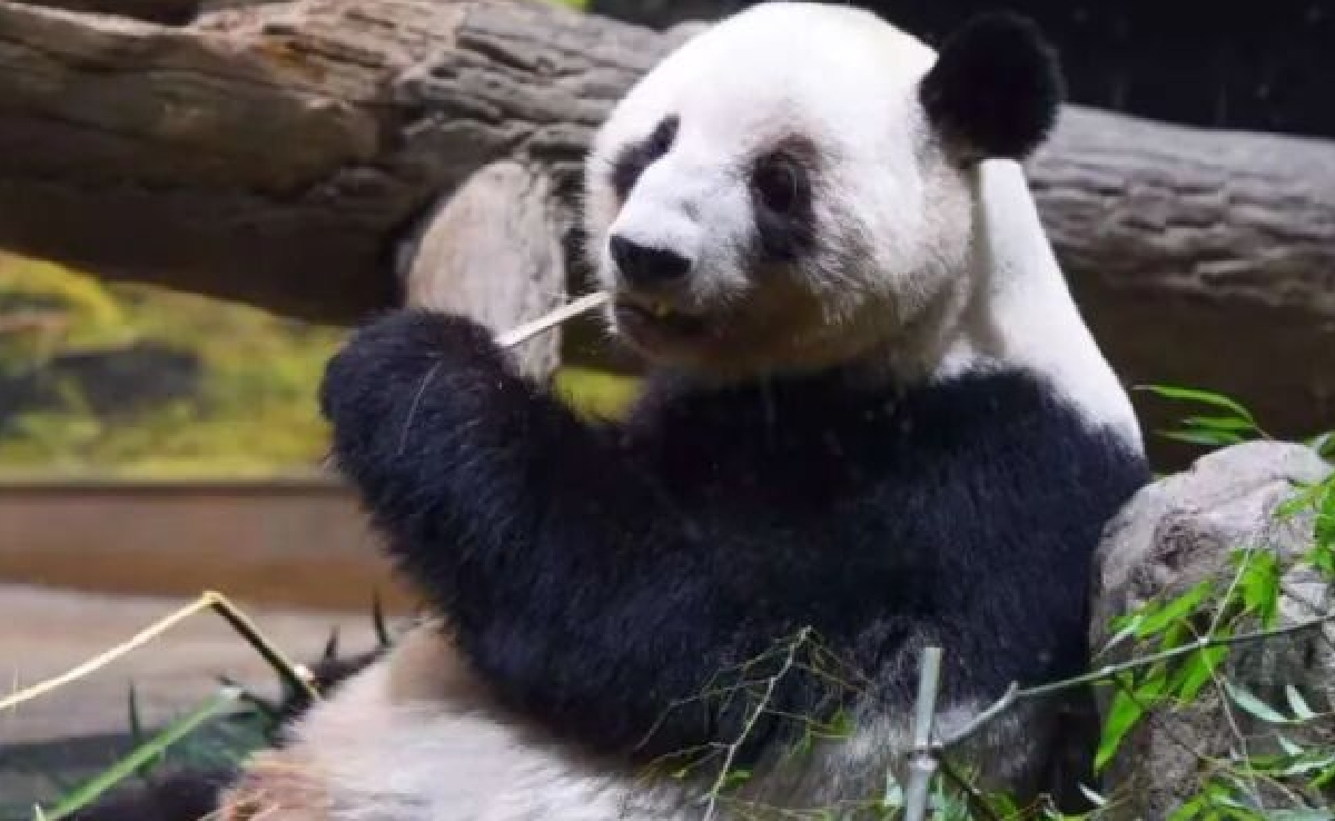 चीन के प्यार और गुस्से का नाम है 'पांडा', समझिए ड्रैगन की 'PD' पॉलिटिक्स क्या है