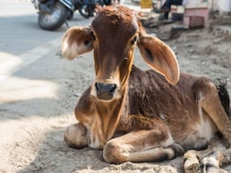 Rajasthan: राजस्थान में कड़ाके की ठंड ने ली 20 बछड़ों की जान, गांव में पसरा सन्नाटा