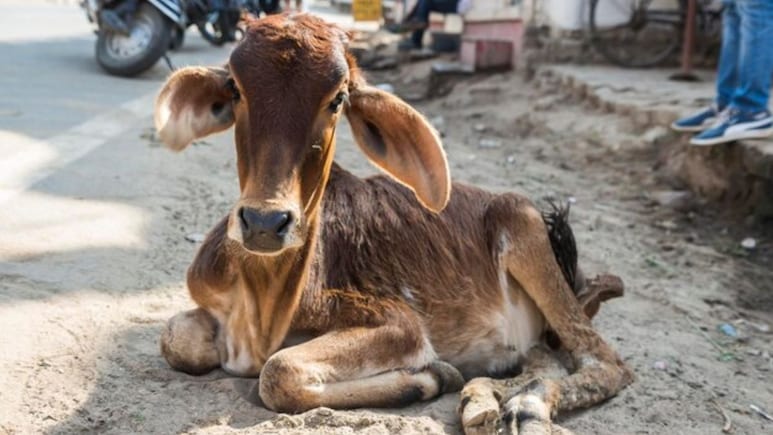 Rajasthan: राजस्थान में कड़ाके की ठंड ने ली 20 बछड़ों की जान, गांव में पसरा सन्नाटा