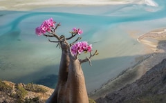 400 Tourists Stranded In Yemen's Socotra. How Can One Travel To The Island?