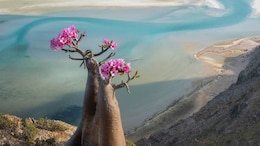 Saudi-UAE Clash Leaves 400 Tourists Stranded In Yemen's Socotra. How Difficult Is It To Get In And Out Of The Island?