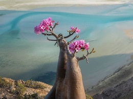 Saudi-UAE Clash Leaves 400 Tourists Stranded In Yemen's Socotra. How Difficult Is It To Get In And Out Of The Island?