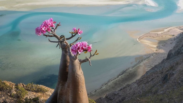 Saudi-UAE Clash Leaves 400 Tourists Stranded In Yemen's Socotra. How Difficult Is It To Get In And Out Of The Island?