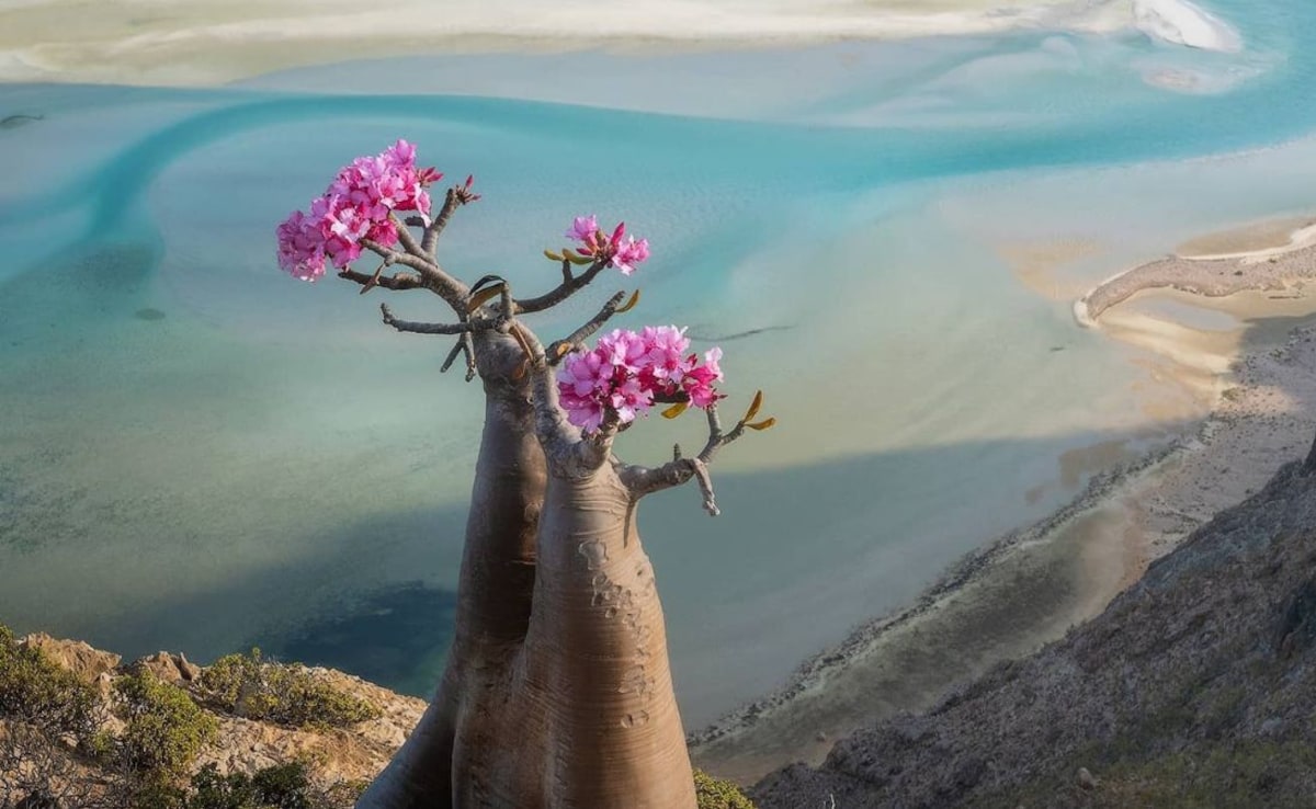 Tourists Stranded on Yemen's Socotra Island Amidst Clashes and Flight Suspensions