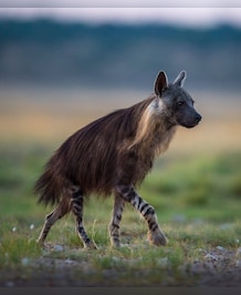 This Animal Travels 35 Km Every Night For Food