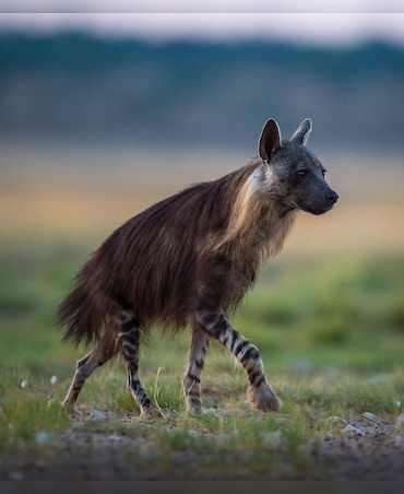 This Animal Travels 35 Km Every Night For Food