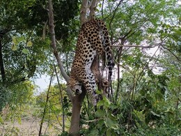 सरिस्का के जंगलों में पेड़ पर उल्टा लटका मिला पैंथर, वन विभाग की टीम ने लिया एक्शन