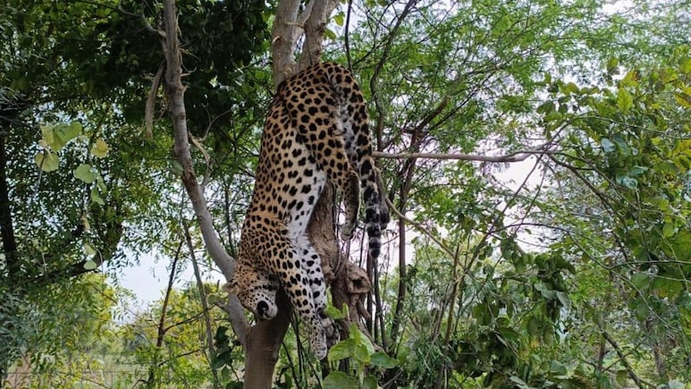 सरिस्का के जंगलों में पेड़ पर उल्टा लटका मिला पैंथर, वन विभाग की टीम ने लिया एक्शन