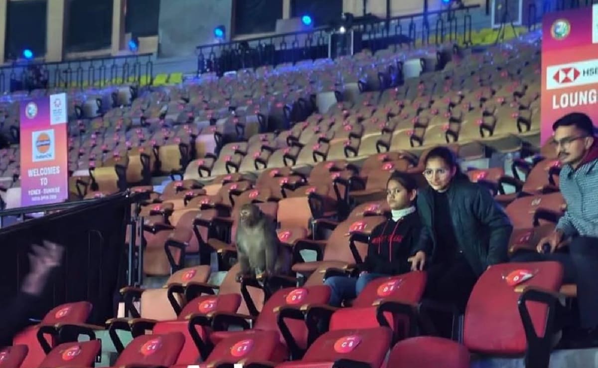 Monkey Spotted In Stands On Day 2 Of India Open Badminton Tournament